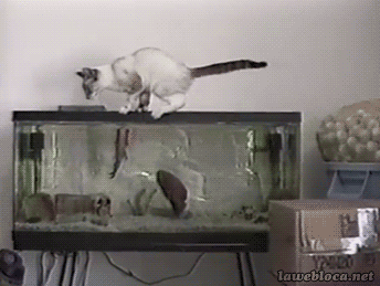 cat is scared of a fish pictures photos and images for facebook medium