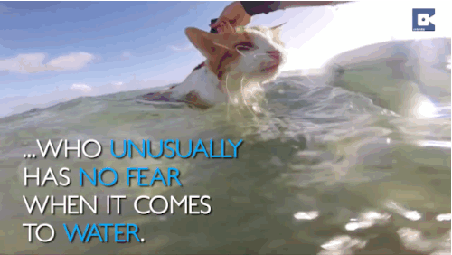 surfing cat tumblr medium