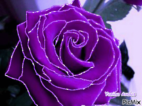 purple rose picmix medium