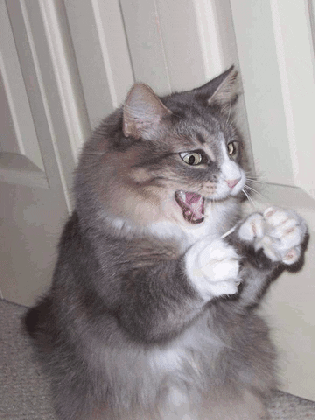 excited cats gifs find share on giphy medium