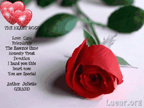 bouquet of words inspirations love haven the heart rose medium