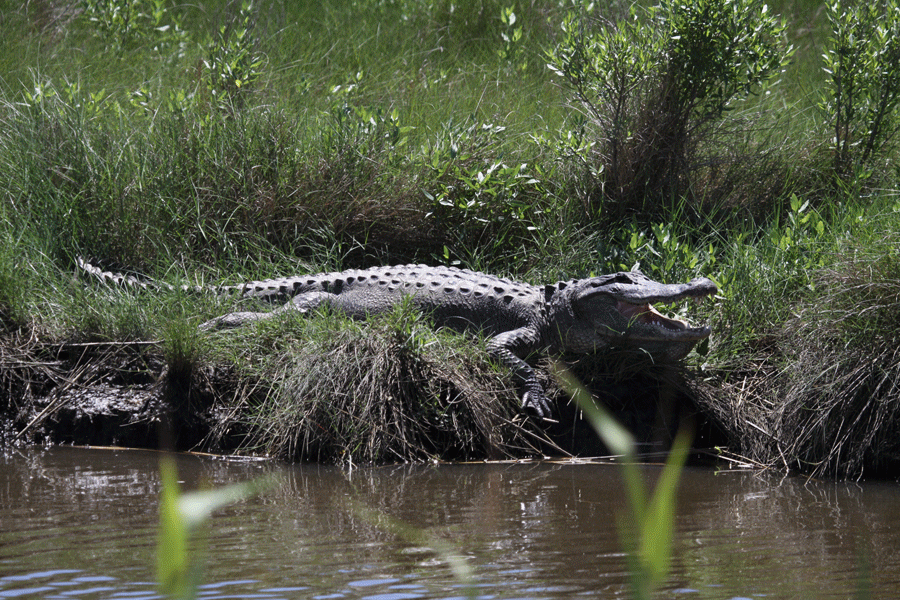 huge 1000 lb alligator caught in alabama page 4 neogaf medium