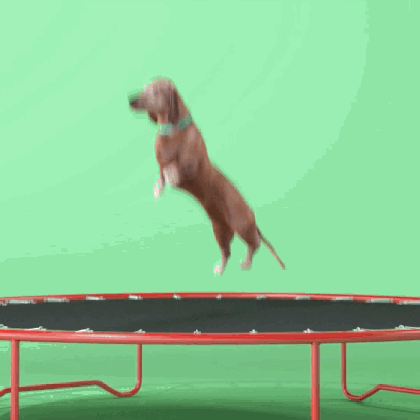 we re 26 days from the election and hey look a dog on a trampoline medium