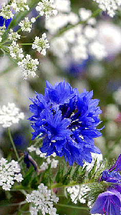 blue flower animated pictures myniceprofile com medium