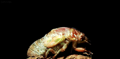 insects molting gif by cheezburger find share on giphy medium
