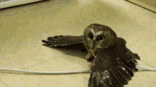 cute baby owl gif birds bird owl discover share gifs medium