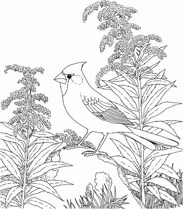 bird drawing book at getdrawings com free for personal use bird medium