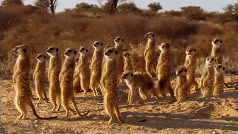 excited squad gif by bbc earth find share on giphy medium