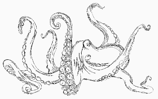 octopus karlee porter medium