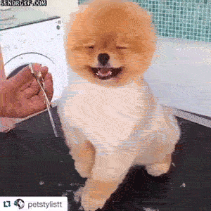 pomeranian is happy to get a haircut se or gif funny gifs medium