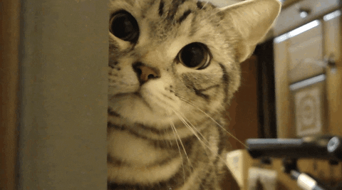 cat sorry gifs get the best gif on giphy medium