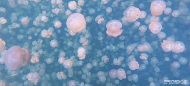 medusas vista al mar pe scola medium