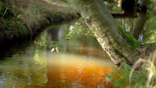 rainforest stream tumblr medium