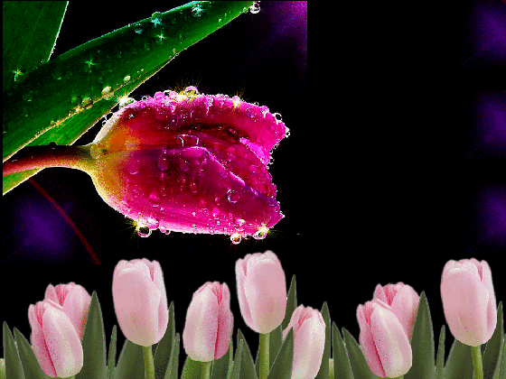 tulips gifs 100 pieces of animated pictures spring flowers gods natural beauty gif medium