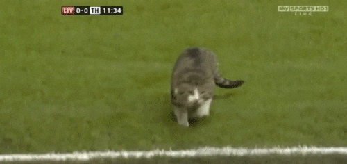 cat vs soccer catster medium