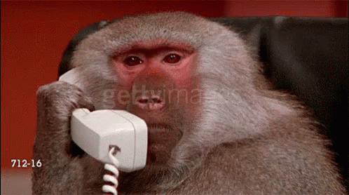 telling monkey gif telling monkey phone discover share gifs medium