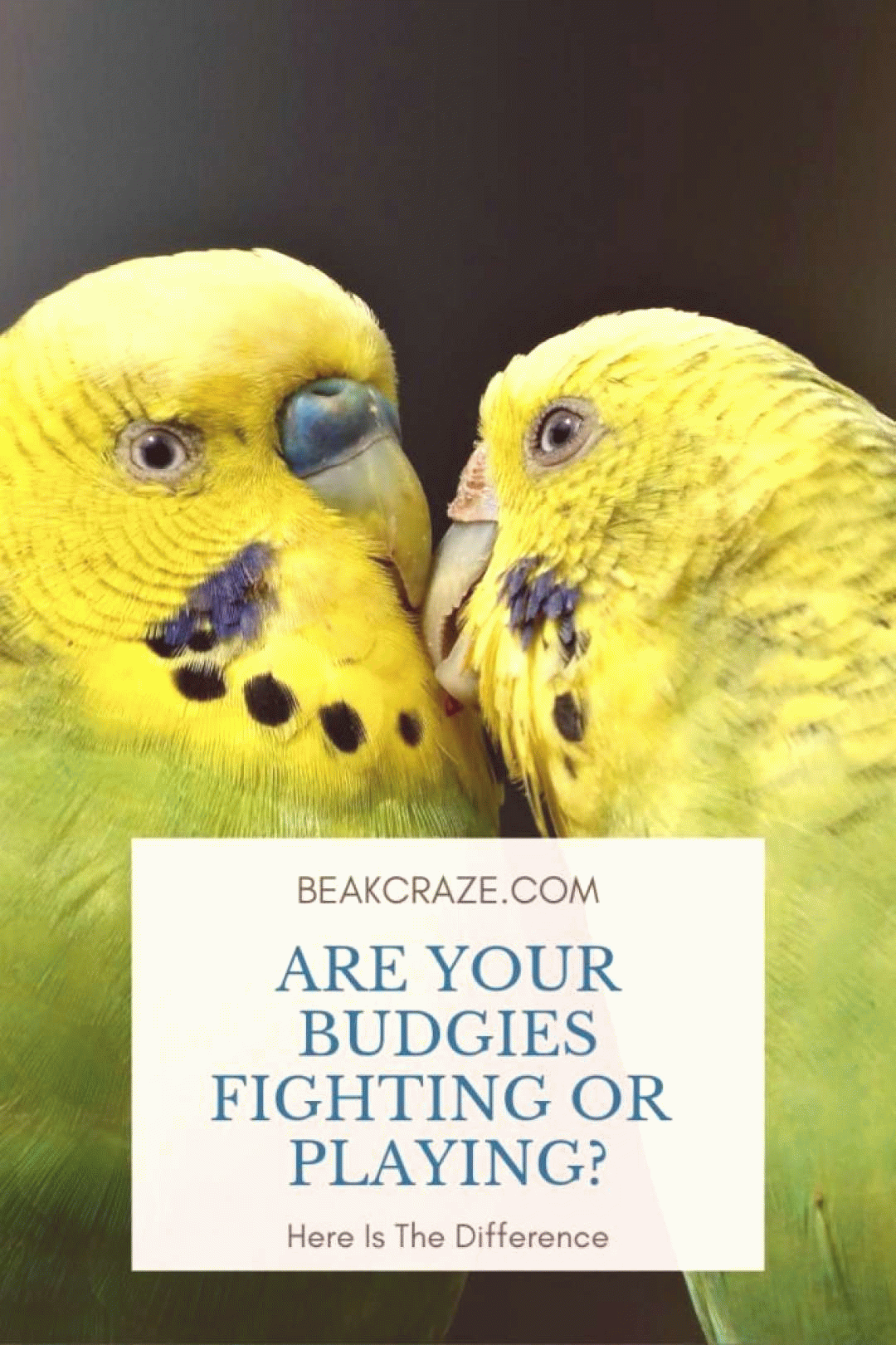 are your budgies fighting or playing heres how to find out medium