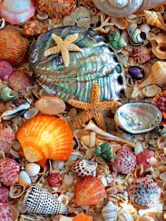 seashells gif colorful water animated pretty sea gif flowing just medium