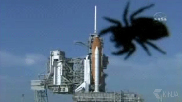 the unlucky beasts that were too close to nasa s rocket launches medium