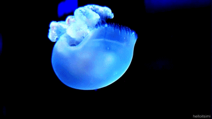 jellyfish jellyfish pinterest jellyfish medium