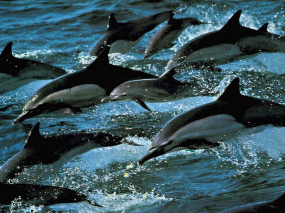 we are pod dolphins as elders and teachers blog brenda peterson medium