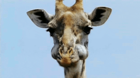 giraffe chews gifs find share on giphy medium