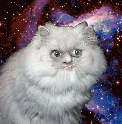2020 other images surprised cat in space medium