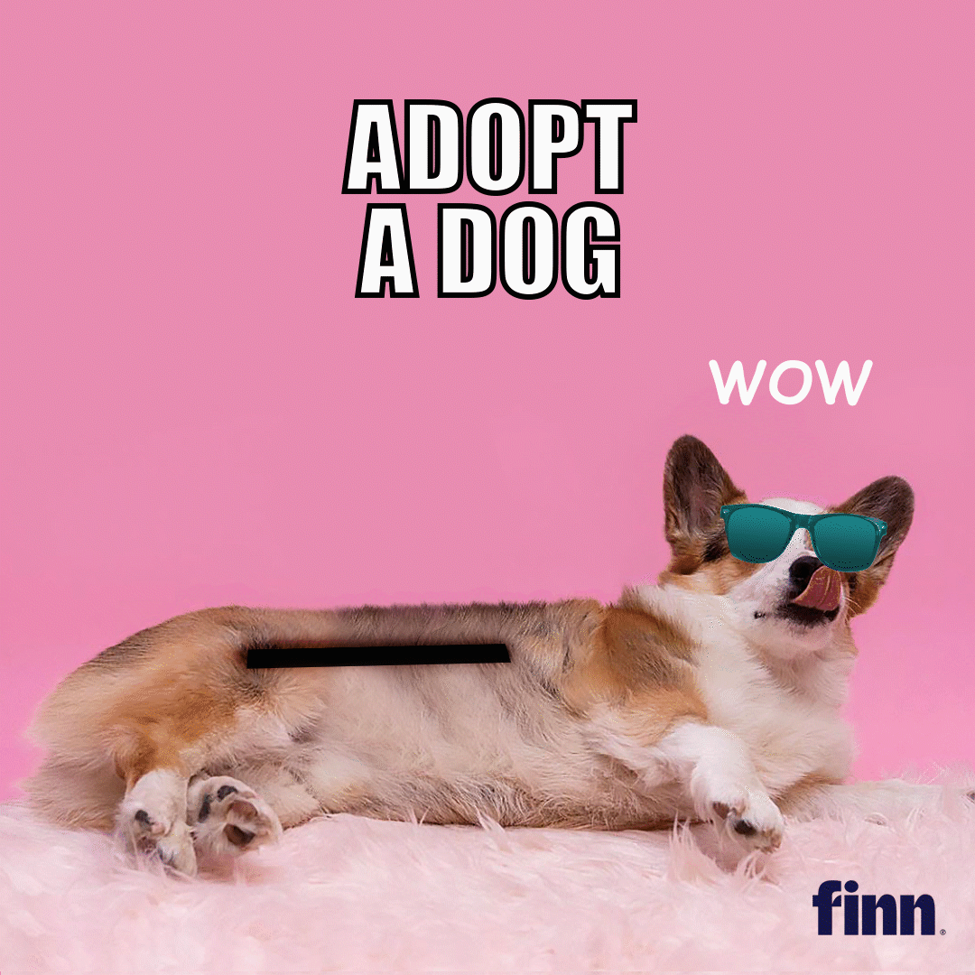 pet food brand finn to boost dog adoptions the moon with dogecoin cryptocurrency adstasher funny panda pictures captions medium