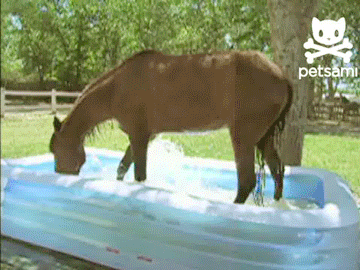 of course there s a horse in pool se or gif funny gifs medium