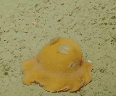 baby octopus gifs tenor medium