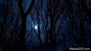 the dark forest at night free stock video orangehd com on make a gif medium
