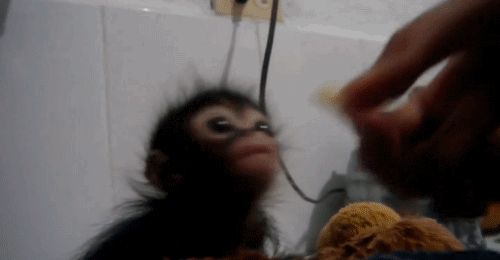 cute baby monkey gif tumblr medium
