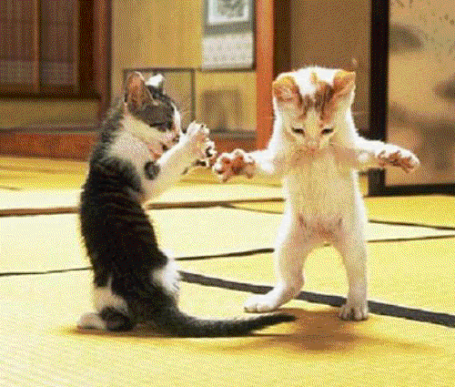 dancing animals new gif from giphy dancing gifs pinterest medium