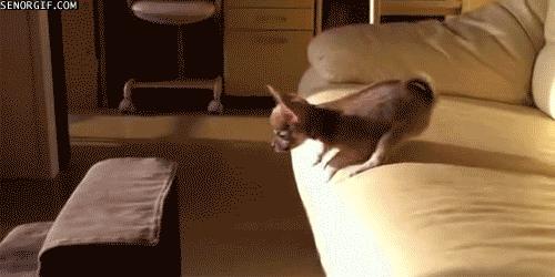 cuteness puppy fails omg they are adorable medium