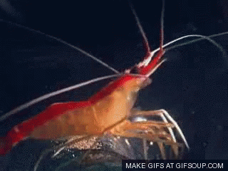 shrimp gif shrimp discover share gifs medium