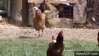 funny running chickens on make a gif medium