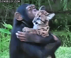 jungle cat monkeys gif by cheezburger find share on giphy medium