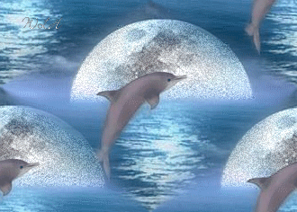 dolphins my alien friends pinterest underwater life beautiful medium