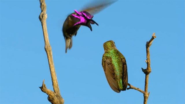 face of a hummingbird resembles a baby octopus colossal medium