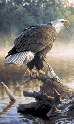 download animated 240x400 eagle cell phone wallpaper category medium