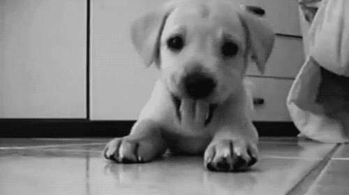 adorable black and white cute dog dog cute animated medium