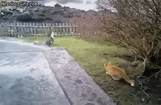 cat stalking bird gets owned from behind by another cat justpost medium