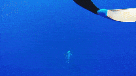 whale breaching gif find share on giphy medium