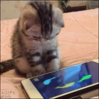 the 17 best cat gifs of all time yes really gifs cat and hug medium