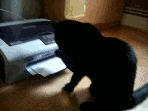 cat vs printer page 2 cat humor medium
