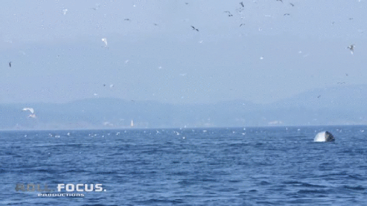 incredible video shows an orca whale hurling a seal 80 feet into the air medium