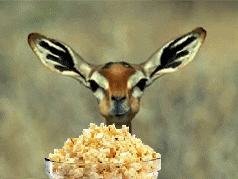 popcorn time cheney throws bush under the bus on torture popcorn medium