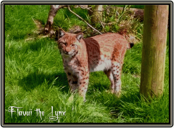 flaviu the lynx legendary dartmoor medium