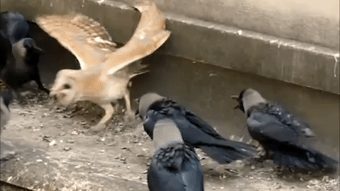 baby owl being attacked by a flock of crow motivational era medium