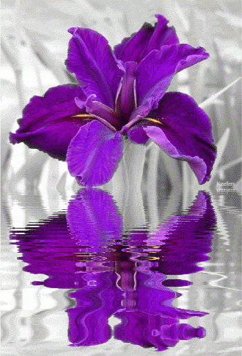 animated flower water reflections gif water reflections medium